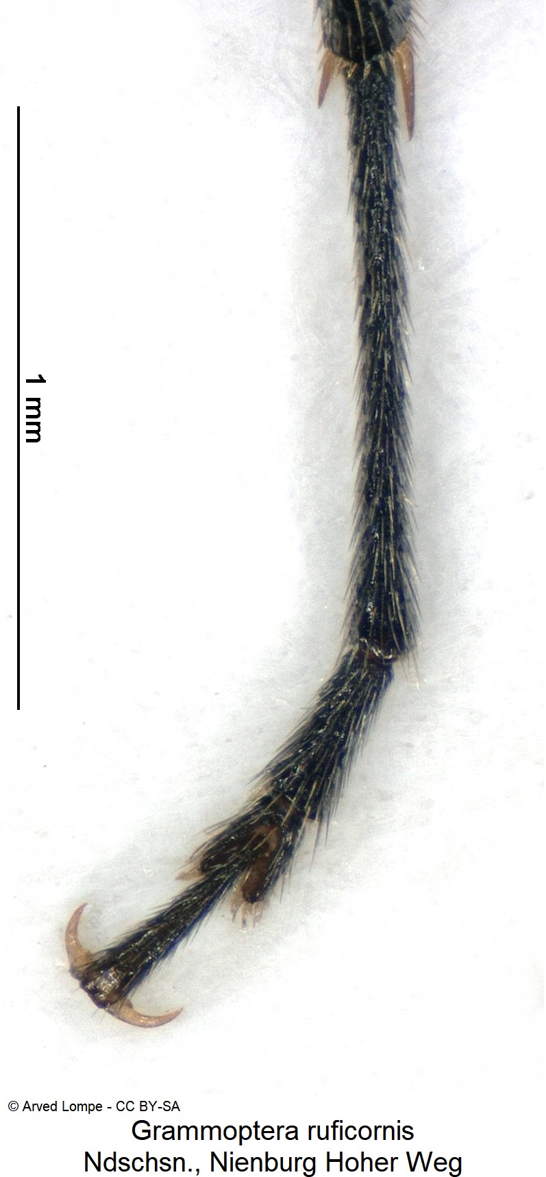 grammoptera_ruficornis_ck31533305_htr.jpg