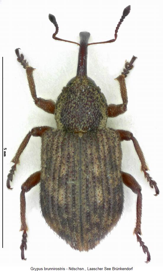 grypus_brunnirostris_hab.jpg