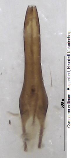 gymnetron_collinum.jpg