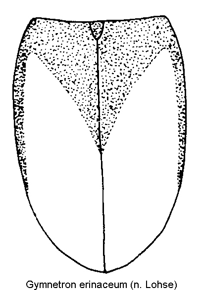 gymnetron_erinaceum_fld.gif