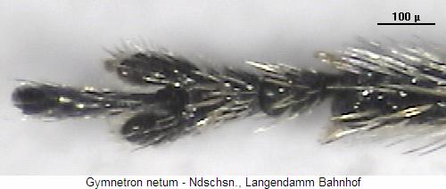 gymnetron_netum_tr.jpg