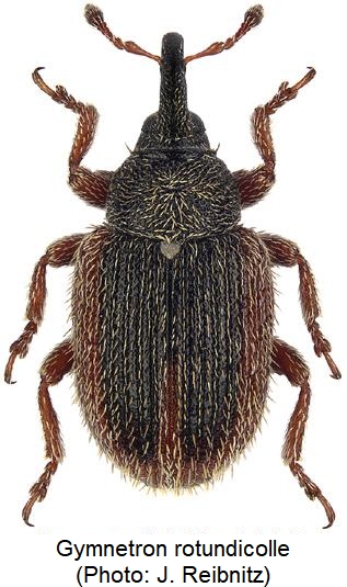 gymnetron_rotundicolle_hab.jpg