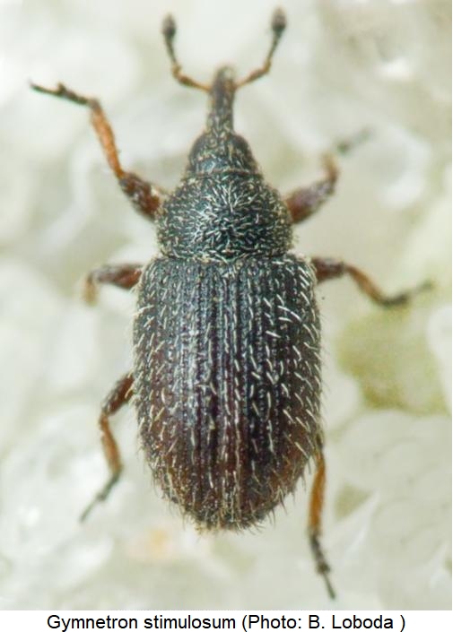 gymnetron_stimulosum_hab.jpg