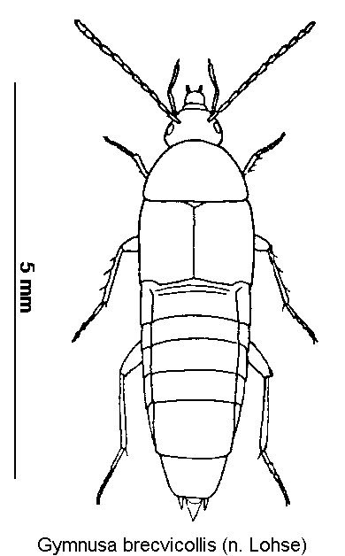 gymnusa_brecvicollis_hab.gif