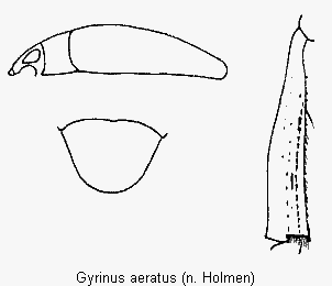 gyrinus_aeratus_div.gif