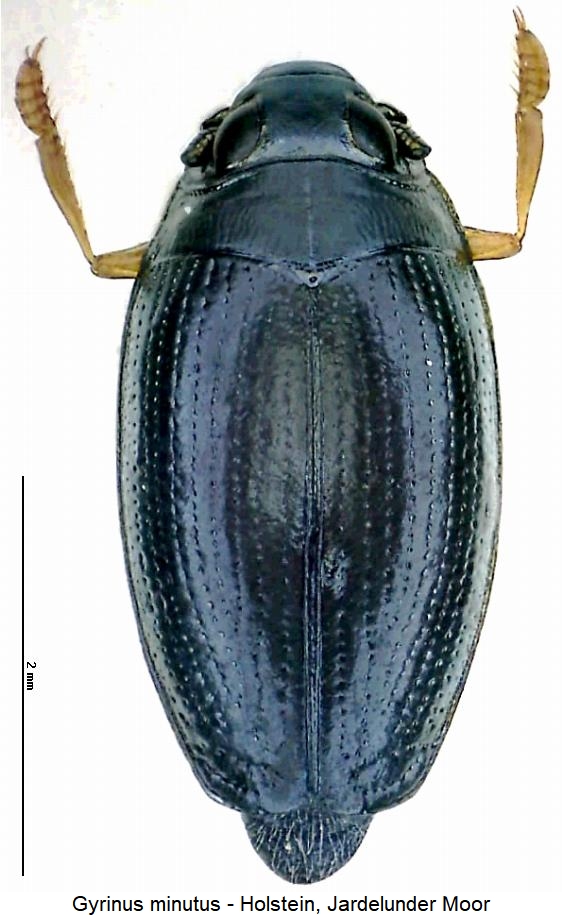 gyrinus_minutus_hab.jpg