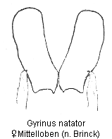 gyrinus_natator_ml.gif