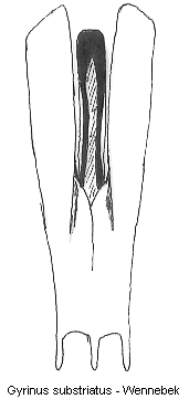 gyrinus_substriatus.gif