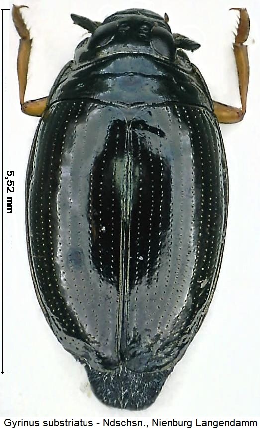 gyrinus_substriatus_hab.jpg