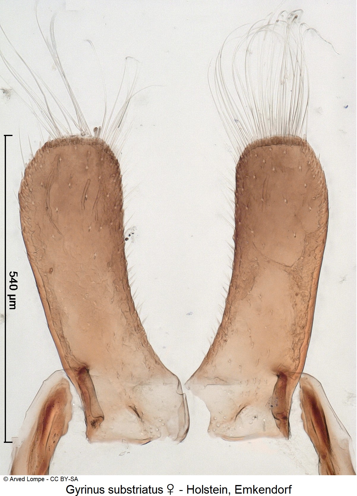 gyrinus_substriatus_w_ck2923_ovi.jpg