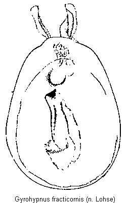 gyrohypnus_fracticornis.gif