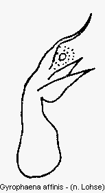 gyrophaena_affinis.gif