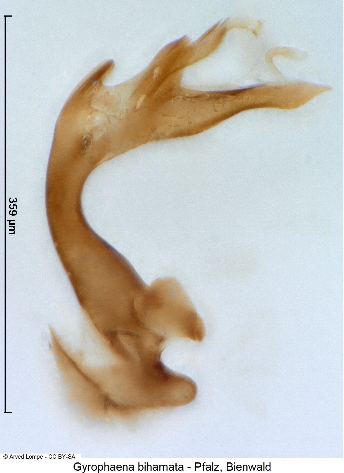 gyrophaena_bihamata_ck22920.jpg