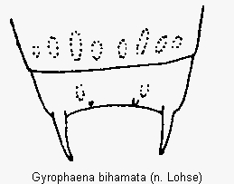 gyrophaena_bihamata_terg.gif