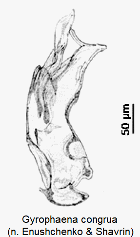 gyrophaena_congrua-1.gif