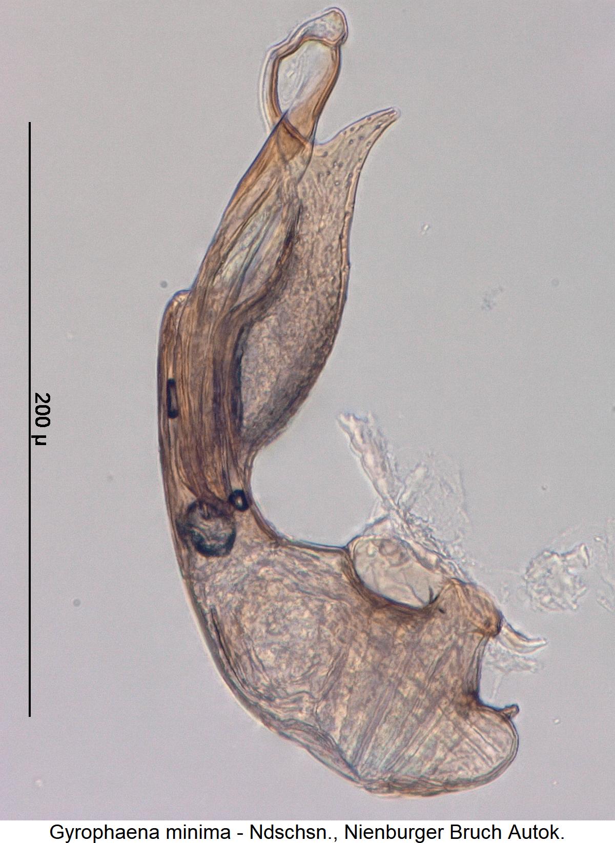 gyrophaena_minima1.jpg