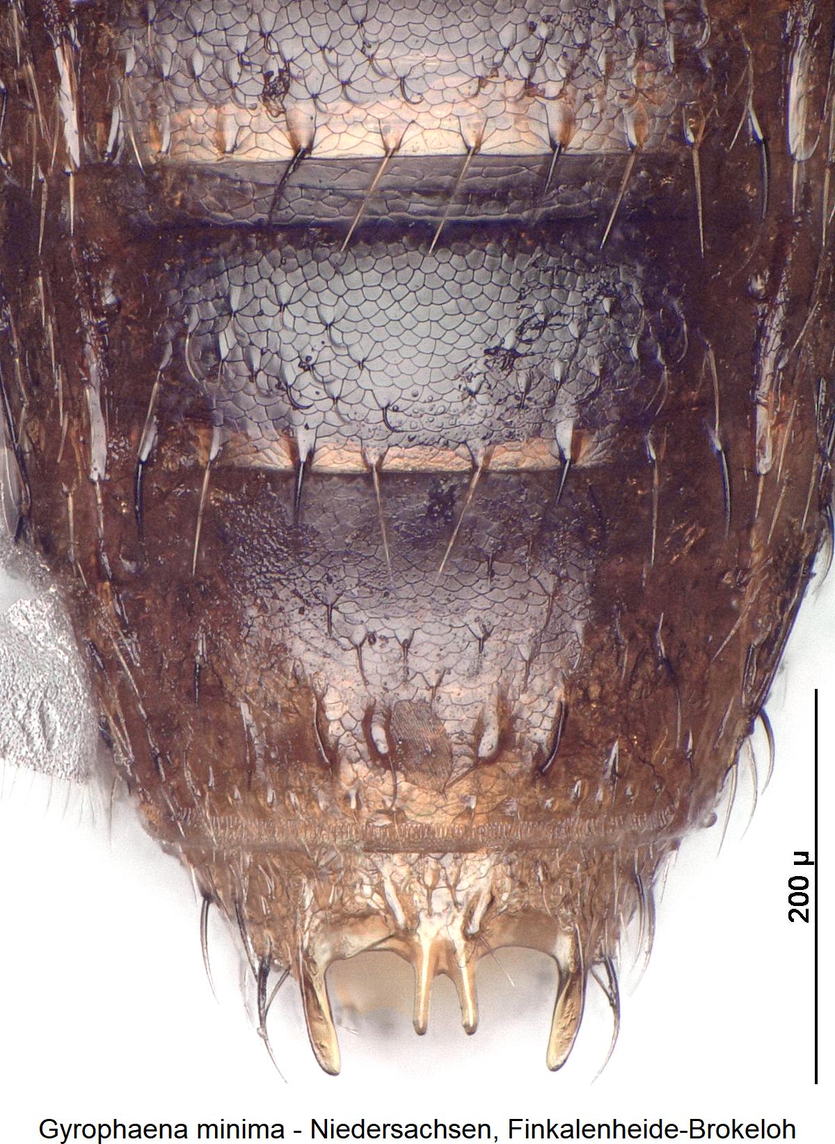 gyrophaena_minima_ter.jpg