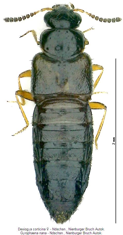 gyrophaena_nana_hab.jpg
