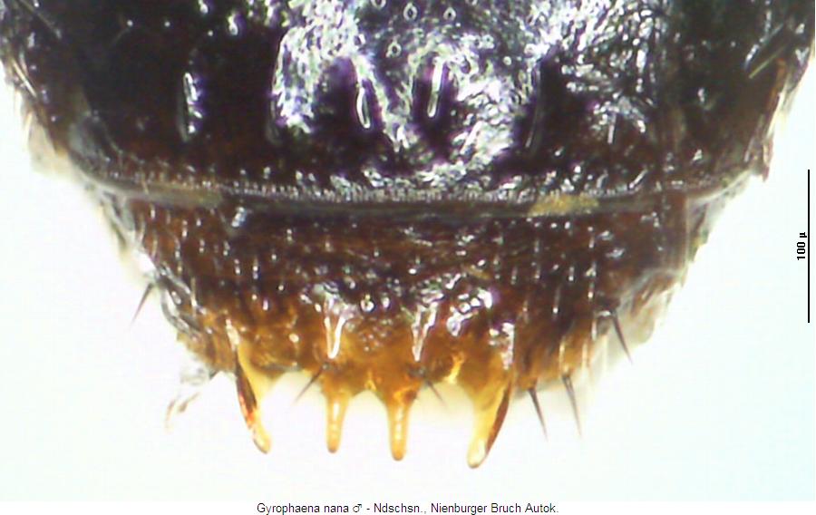 gyrophaena_nana_hlb.jpg