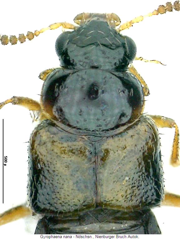 gyrophaena_nana_vk.jpg