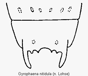 gyrophaena_nitidula_terg.gif