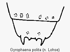 gyrophaena_polita_terg.gif