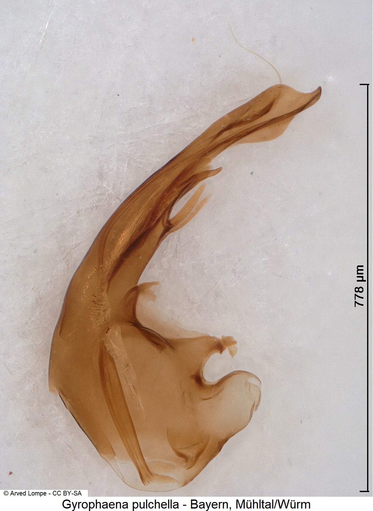 gyrophaena_pulchella_ck20058.jpg
