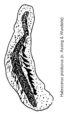 habrocerus_pisiducus.gif