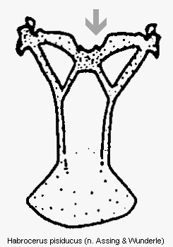 habrocerus_pisiducus_sternit8.gif