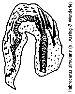 habrocerus_simulans.gif