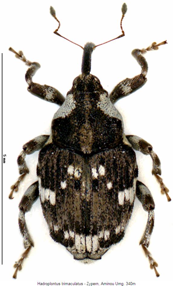 hadroplontus_trimaculatus_hab.jpg