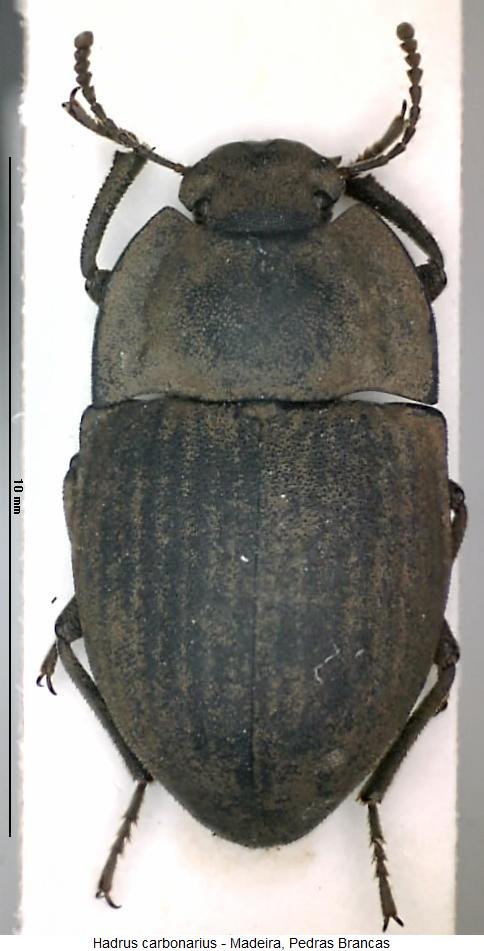 hadrus_carbonarius_hab.jpg