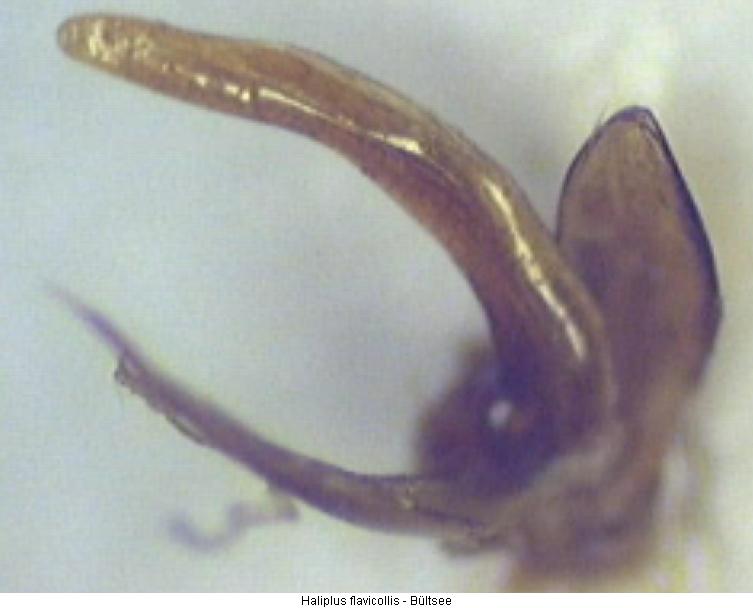 haliplus_flavicollis.jpg