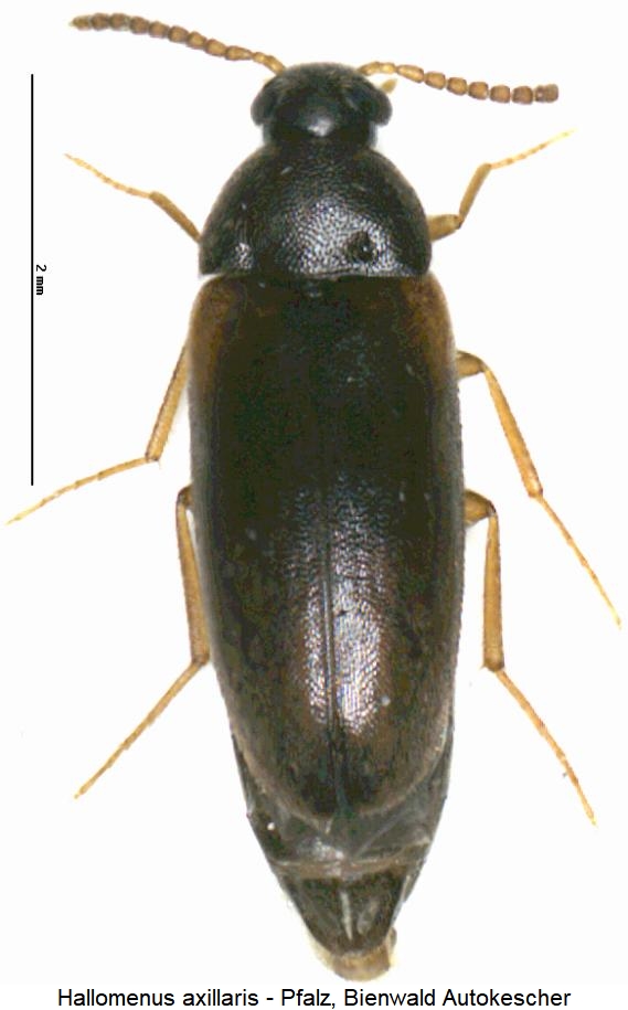 hallomenus_axillaris_hab.jpg