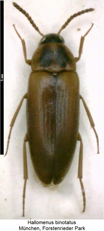 hallomenus_binotatus_hab.jpg