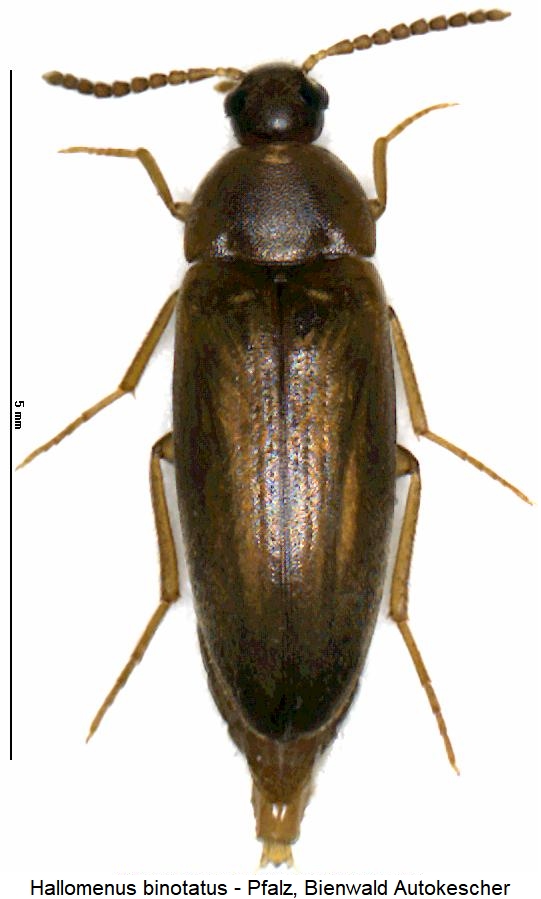 hallomenus_binotatus_hab2.jpg