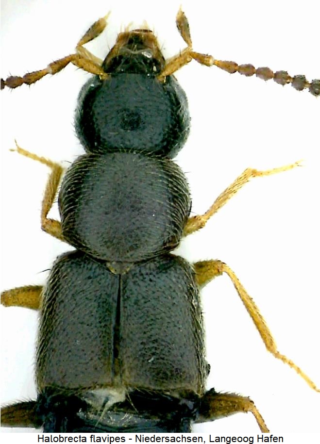 halobrecta_flavipes_vk.jpg