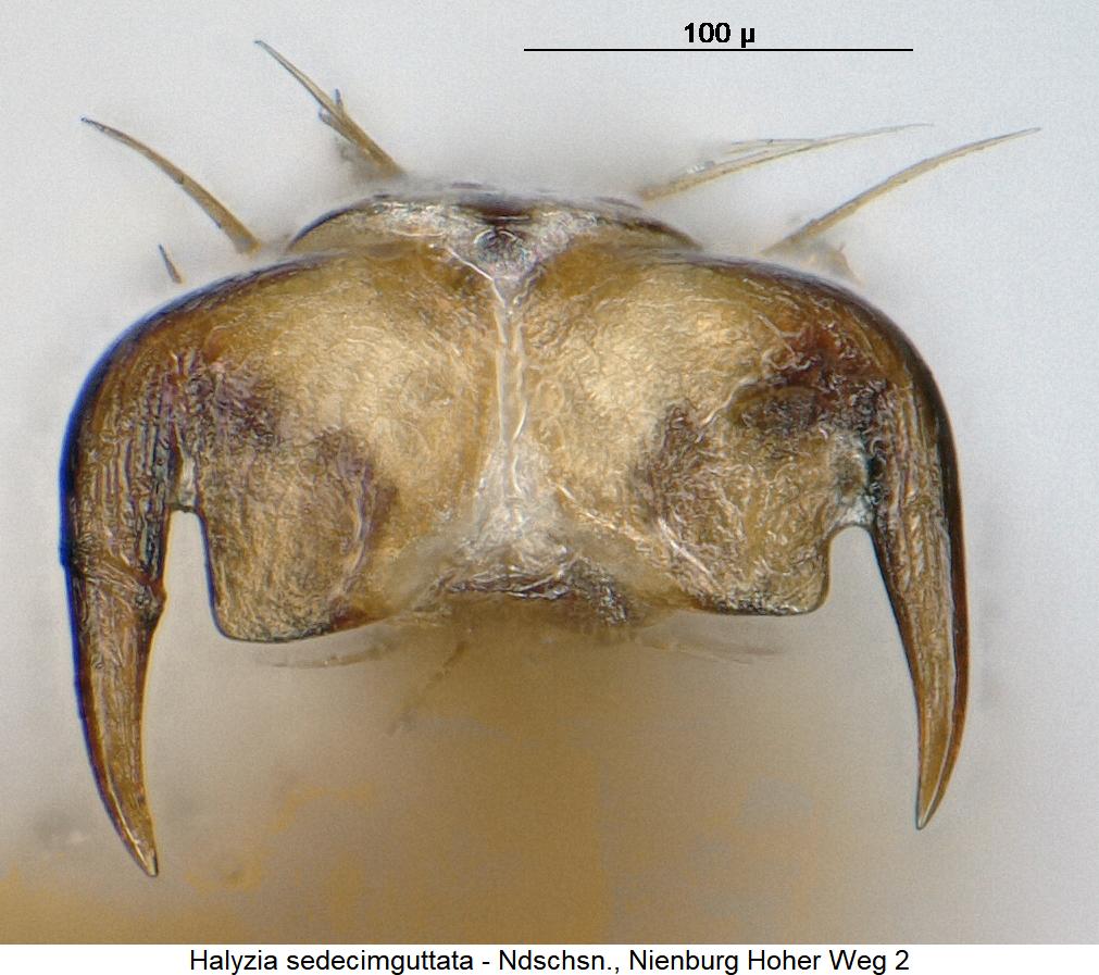 halyzia_sedecimguttata_mtr.jpg