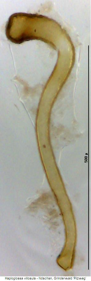 haploglossa_villosula_sperm.jpg