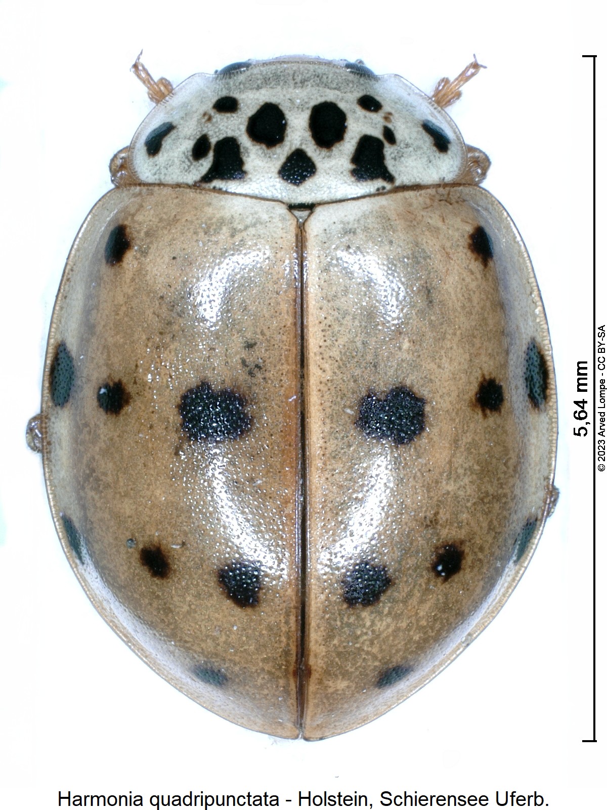 harmonia_quadripunctata_hab.jpg