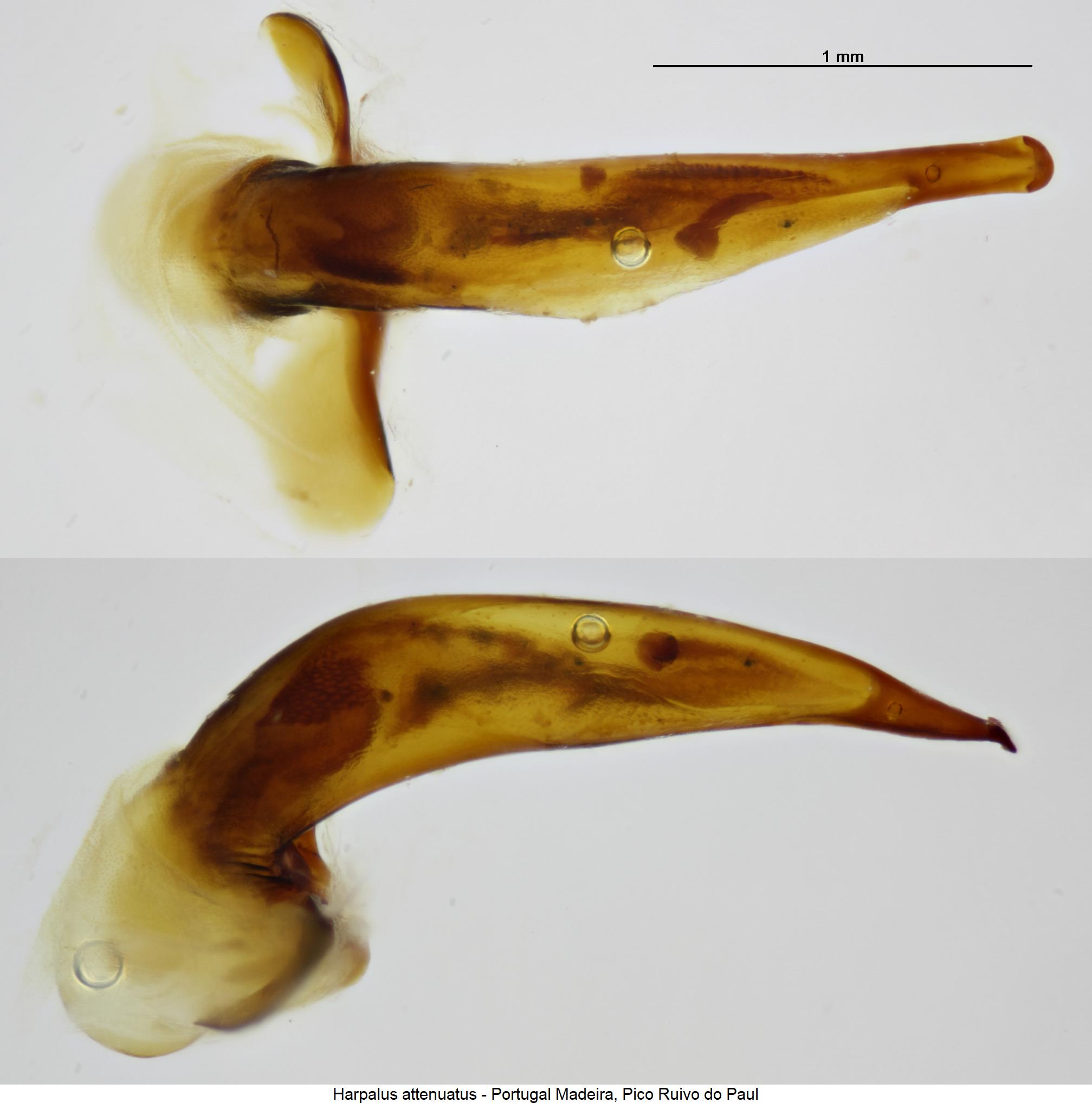 harpalus_attenuatus1.jpg
