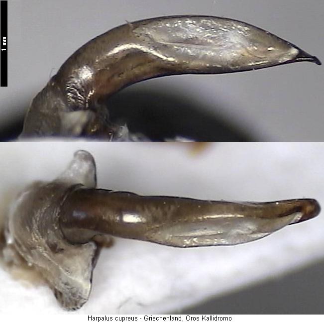 harpalus_cupreus.jpg