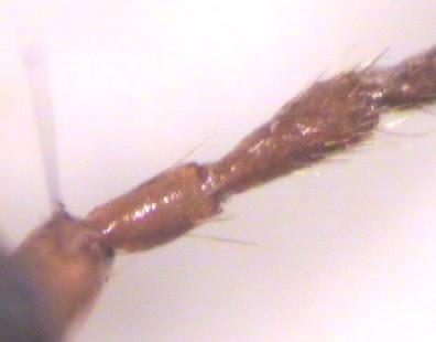 harpalus_f.jpg