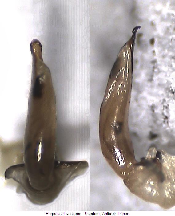 harpalus_flavescens.jpg