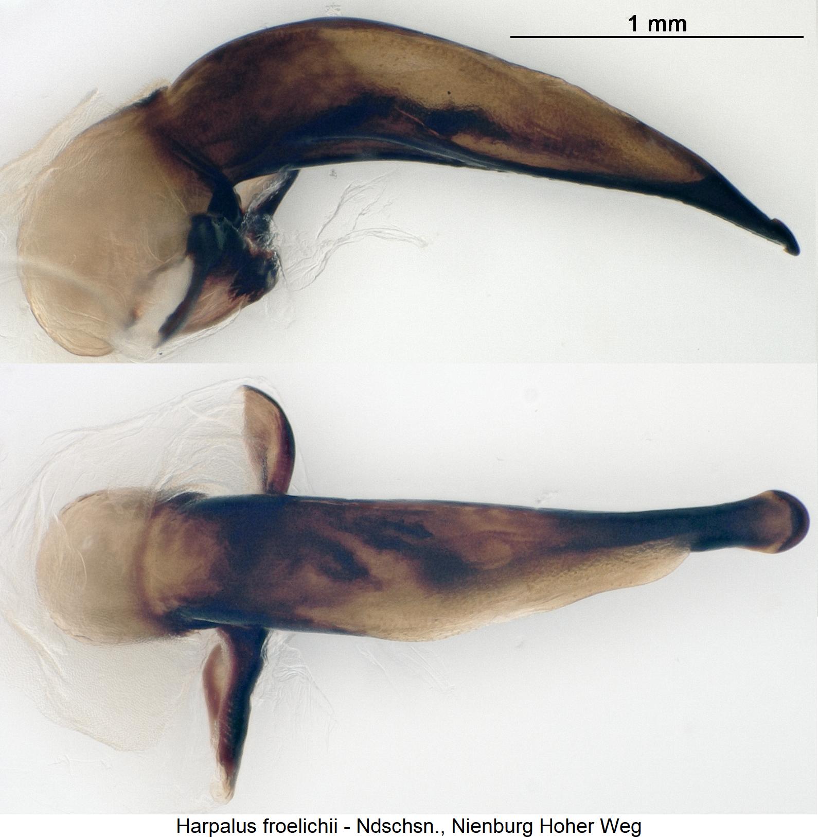 harpalus_froelichii.jpg