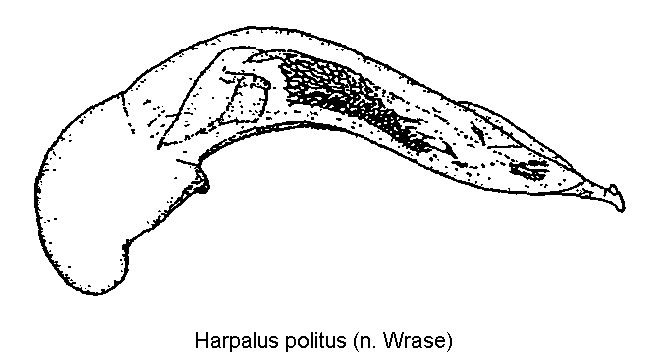 harpalus_politus.gif
