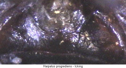 harpalus_progrediens_kz.jpg