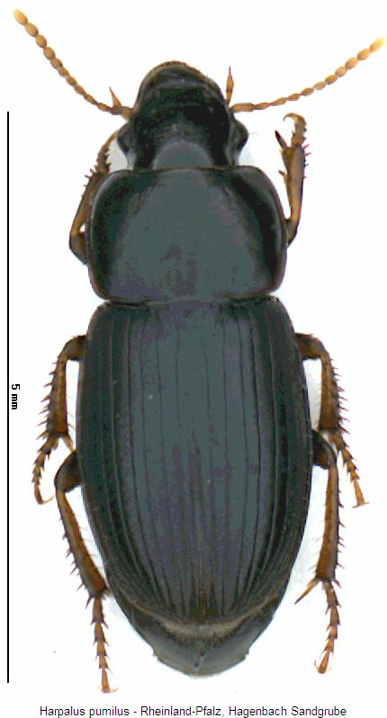 harpalus_pumilus_hab.jpg