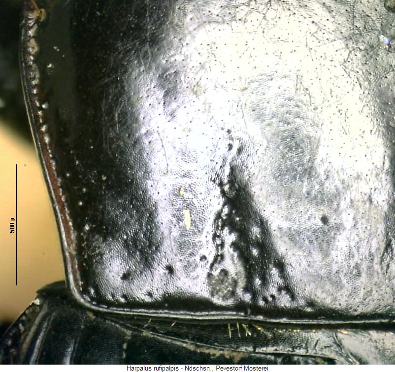 harpalus_rufipalpis_hsch2.jpg