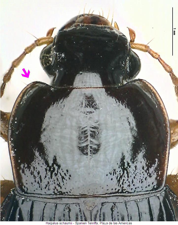 harpalus_schaumii_vk.jpg